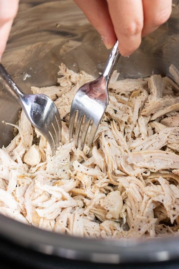 Two forks in a piece of chicken demonstrating how to shred chicken.