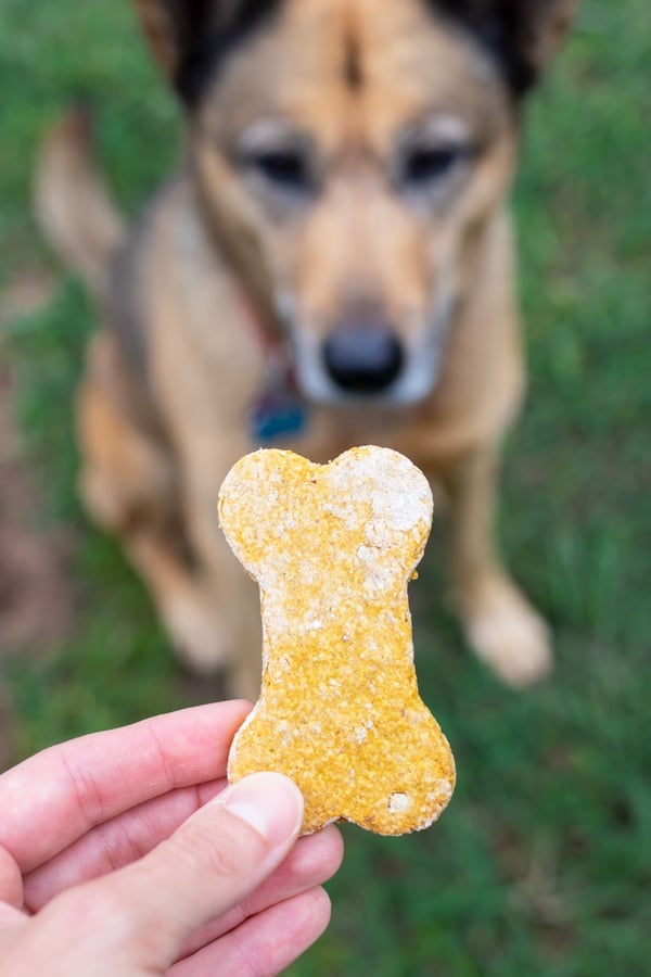 Pumpkin dog treats are given to your pet for the best healthy treat.