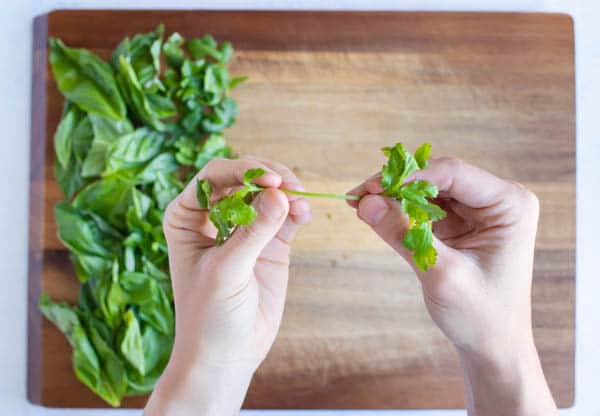 Cilantro leaves are removed from the stem.