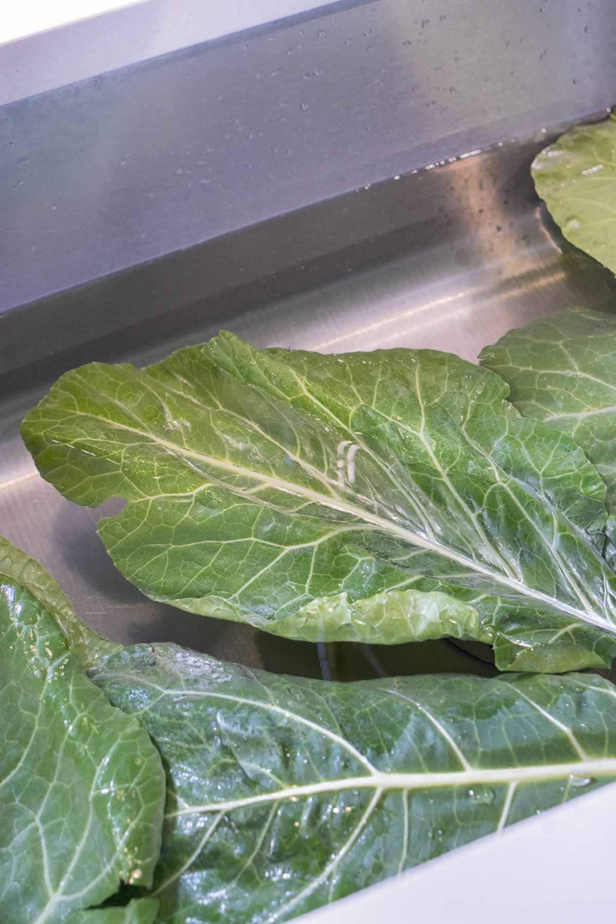 Fresh collard greens are cleaned in the sink.
