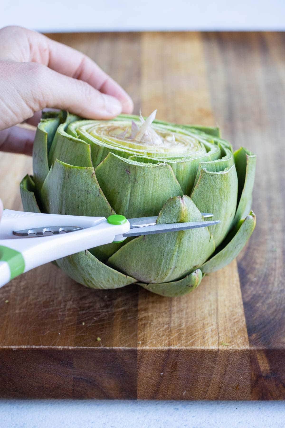 Artichoke leaves are trimmed with kitchen scissors.
