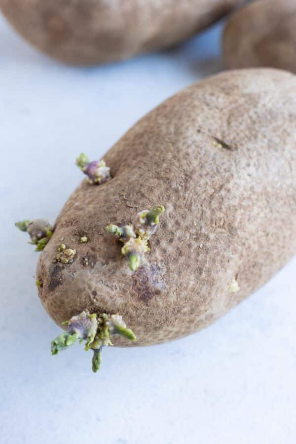 One potato with sprouts.