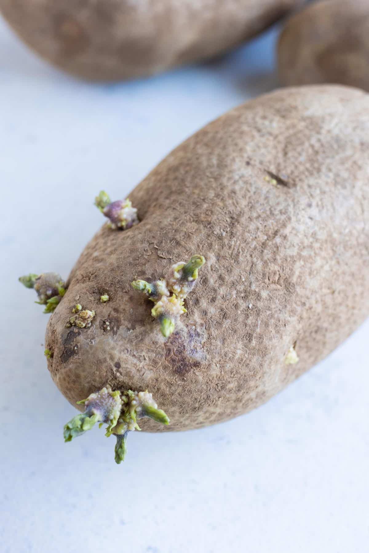 One potato with sprouts.