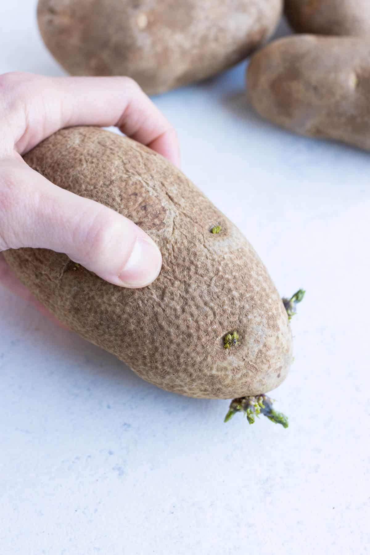 Someone holding a sprouted potato.