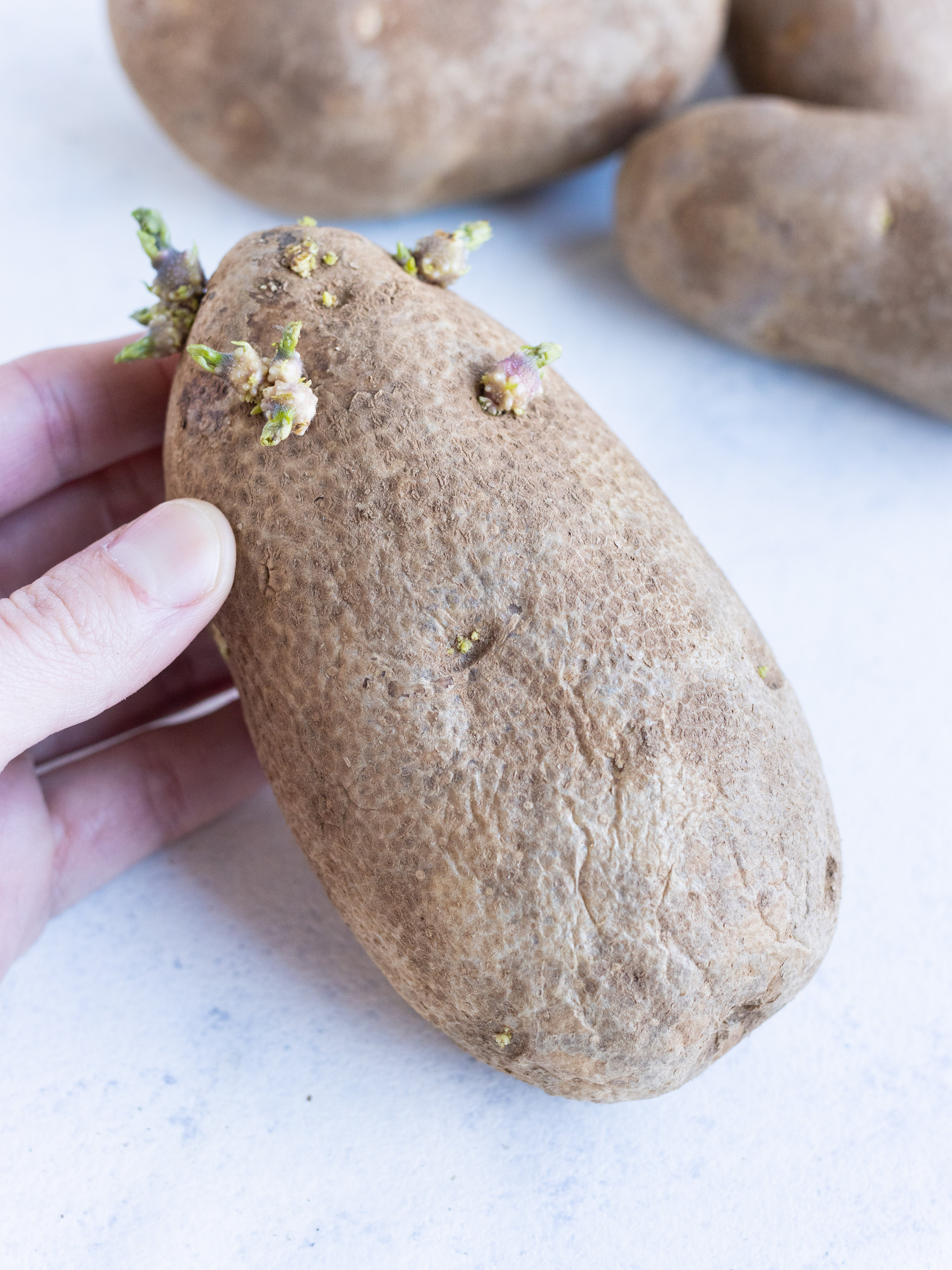 Someone holding a sprouted potato with other potatoes in the background.