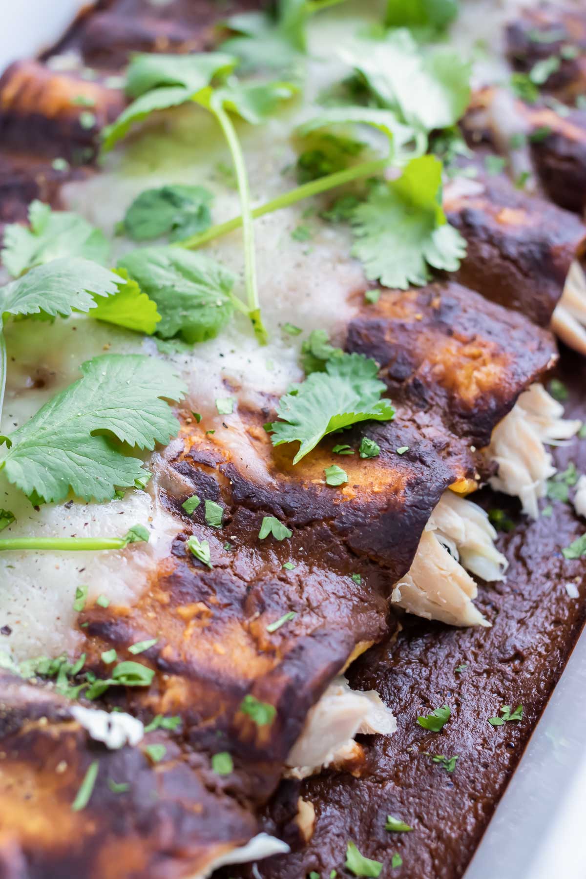 A row of chicken mole enchiladas is shown topped with fresh cilantro.
