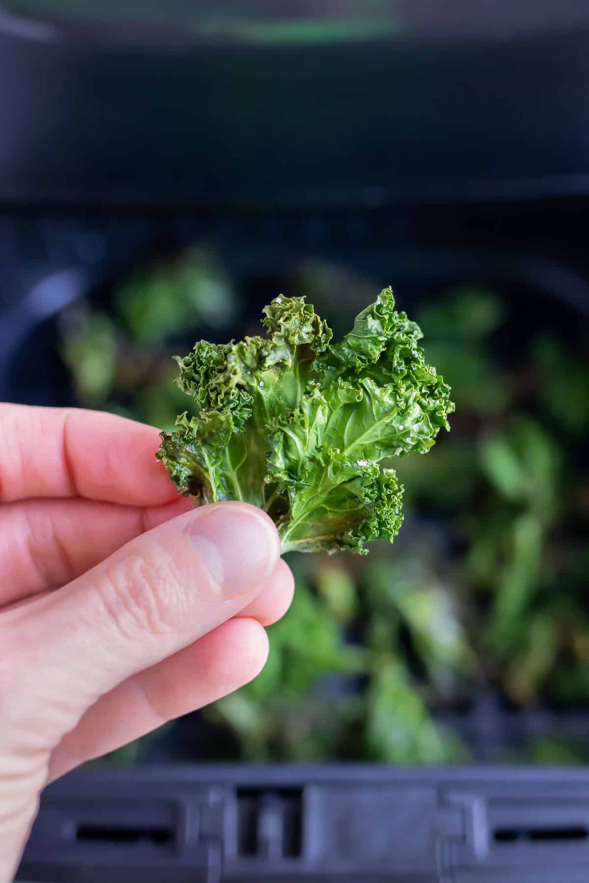 An air fryer kale chip is lifted up from the air fryer tray.