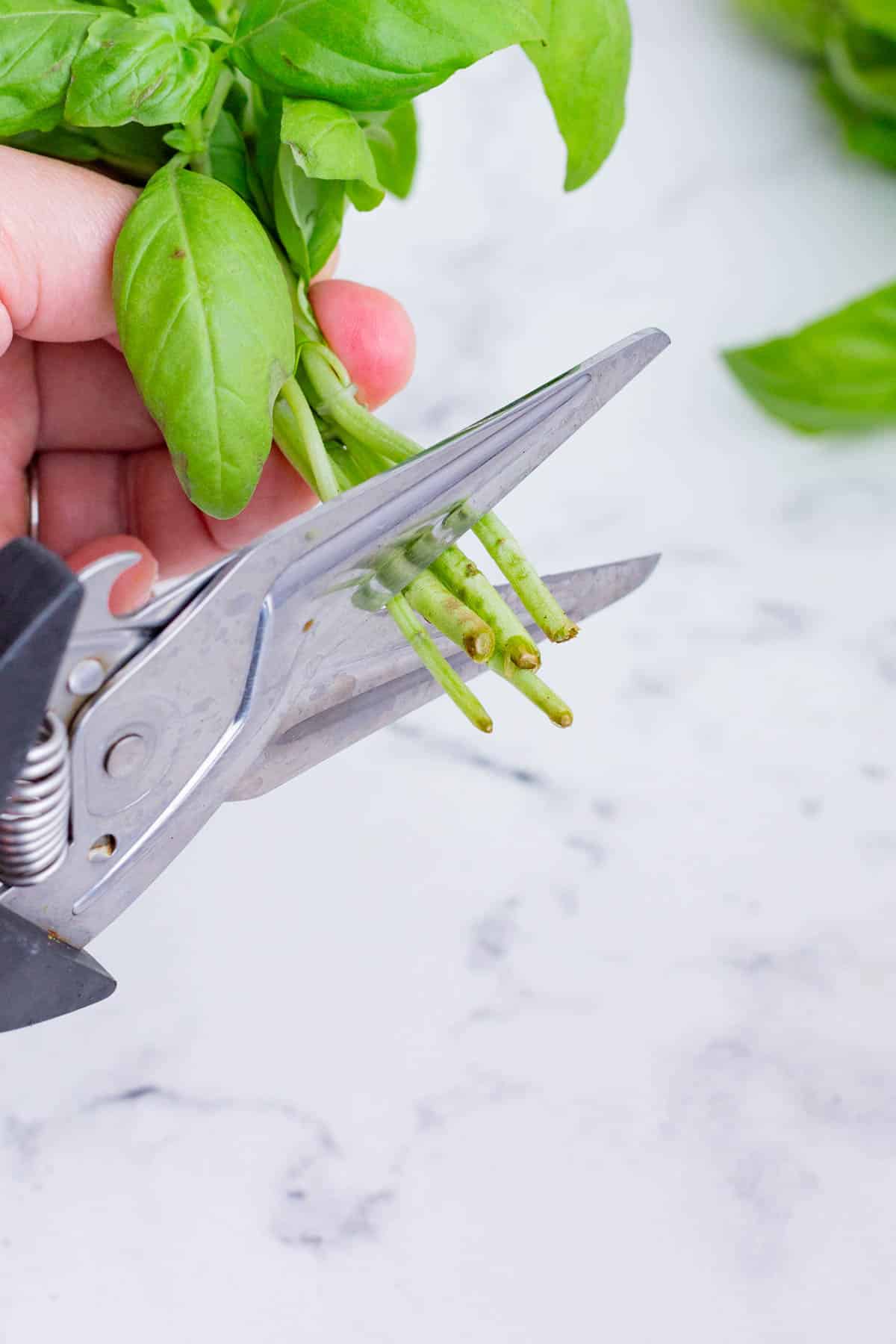 A pair of kitchen scissors cutting the bases of basil leaf stems.