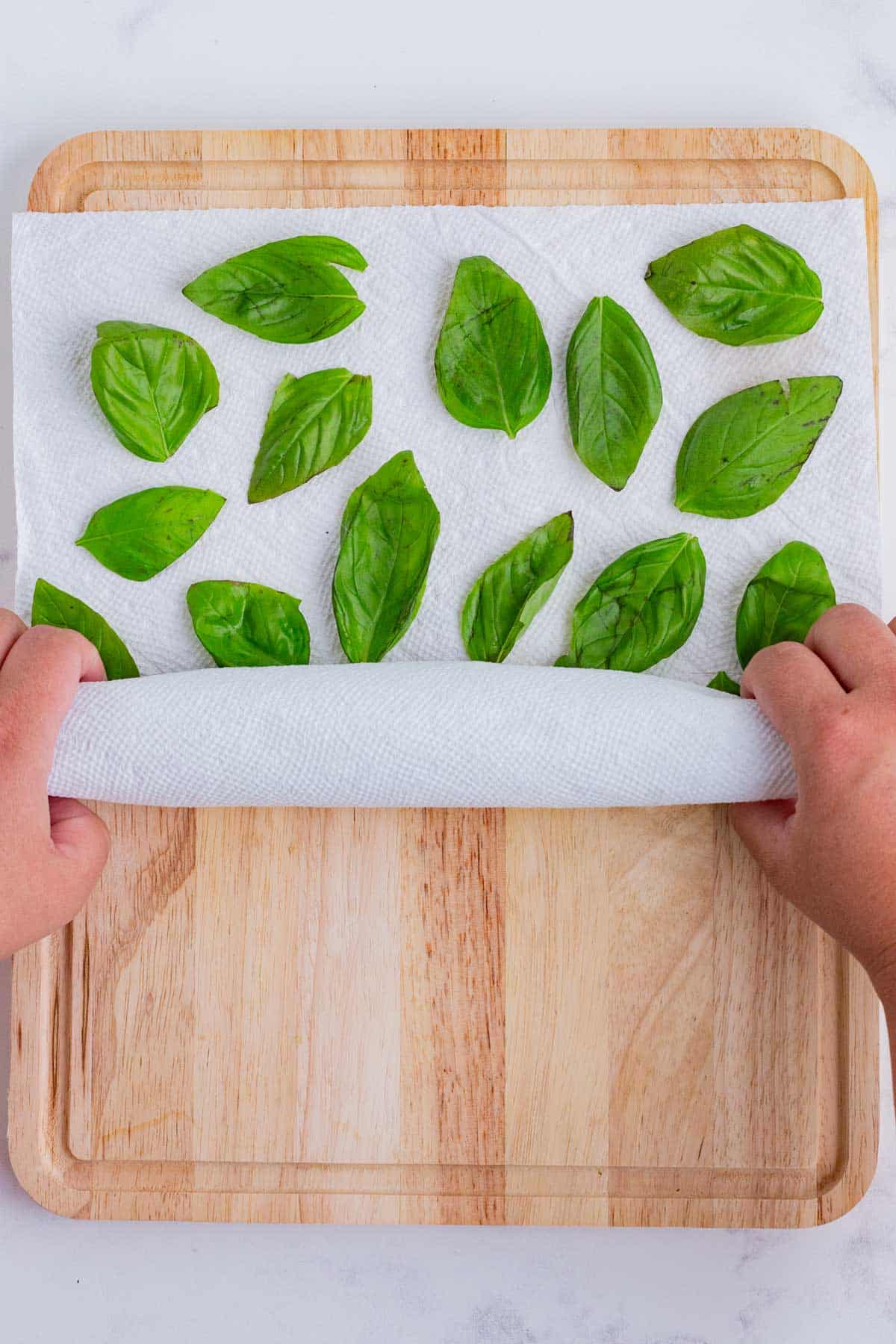 Fresh basil leaves being rolled up into a dry paper towel.