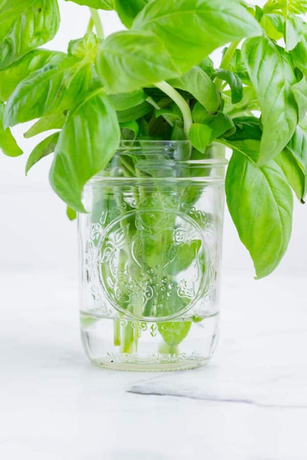 How to Store Basil So It Stays Fresh! - Evolving Table