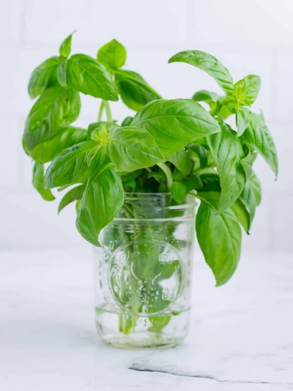 A fresh basil bouquet placed in a clear, vase of water.