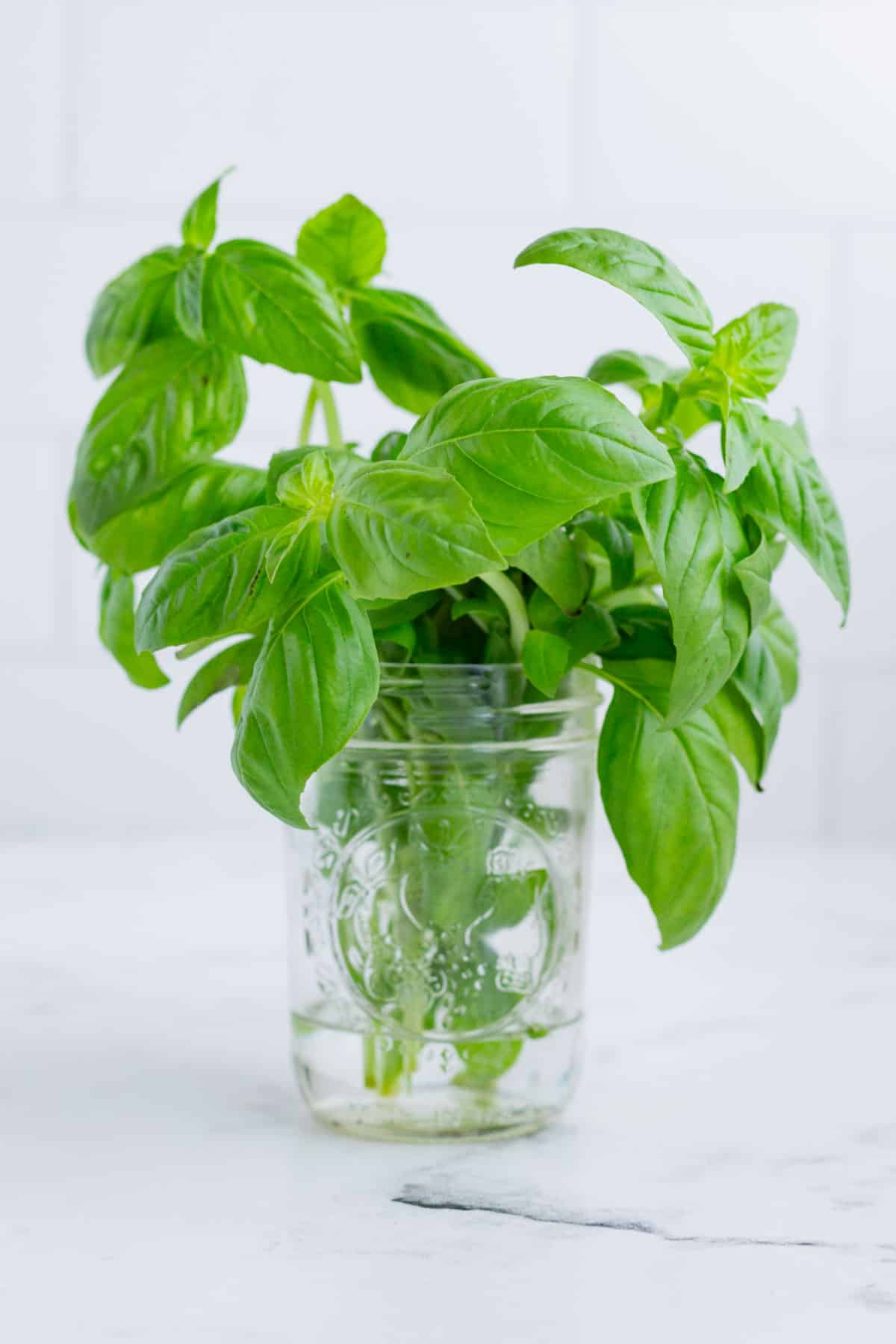 A fresh basil bouquet placed in a clear, vase of water.