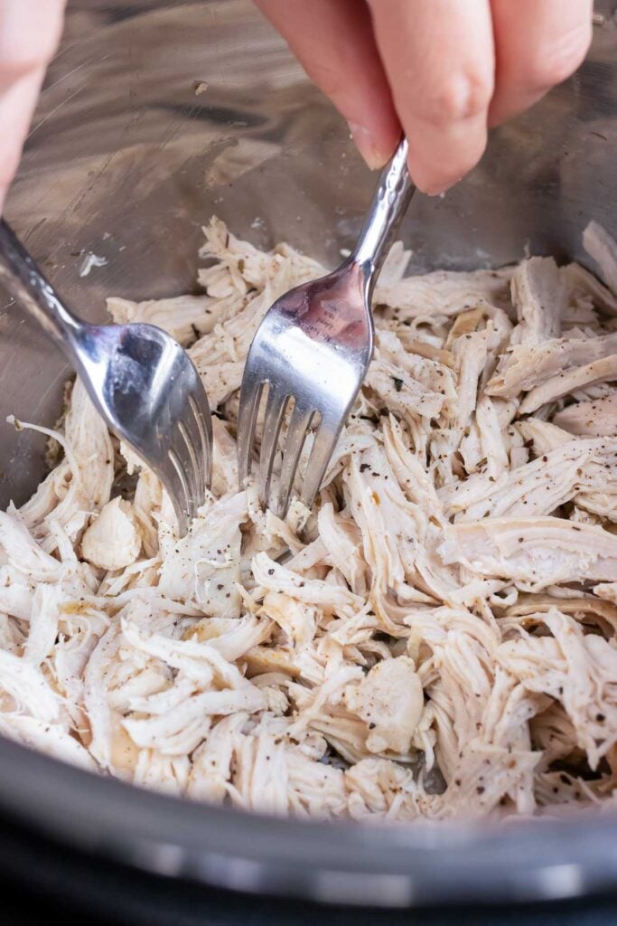 Two forks in a piece of chicken demonstrating how to shred chicken.
