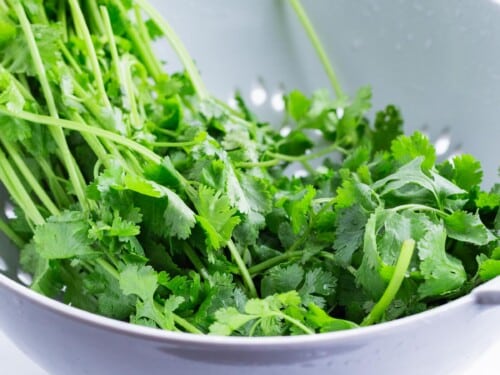 Cilantro is rinsed in a bowl.