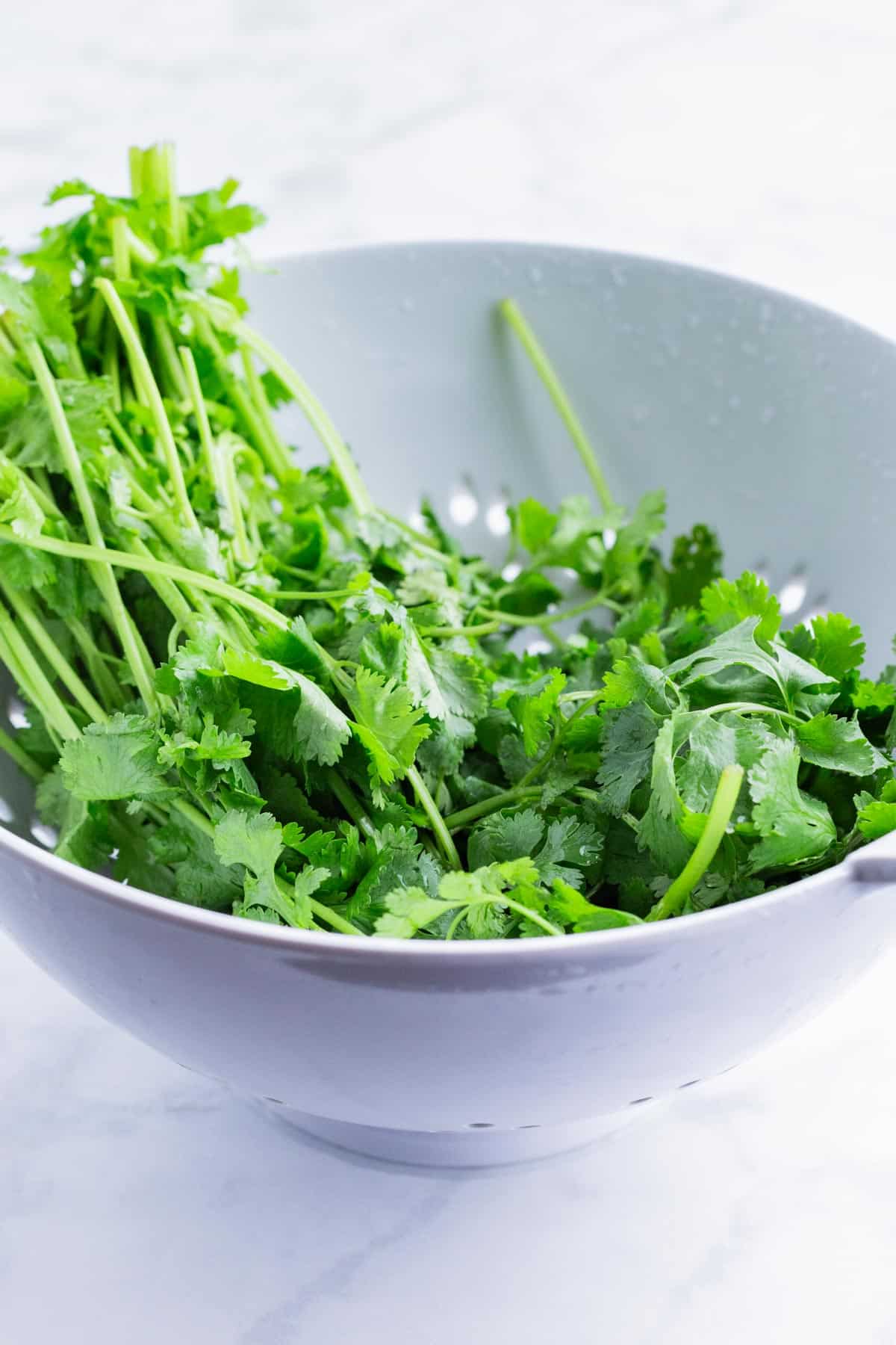 Cilantro is rinsed in a bowl.