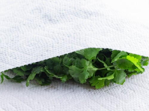 Rinsed cilantro is dried off with a paper towel.
