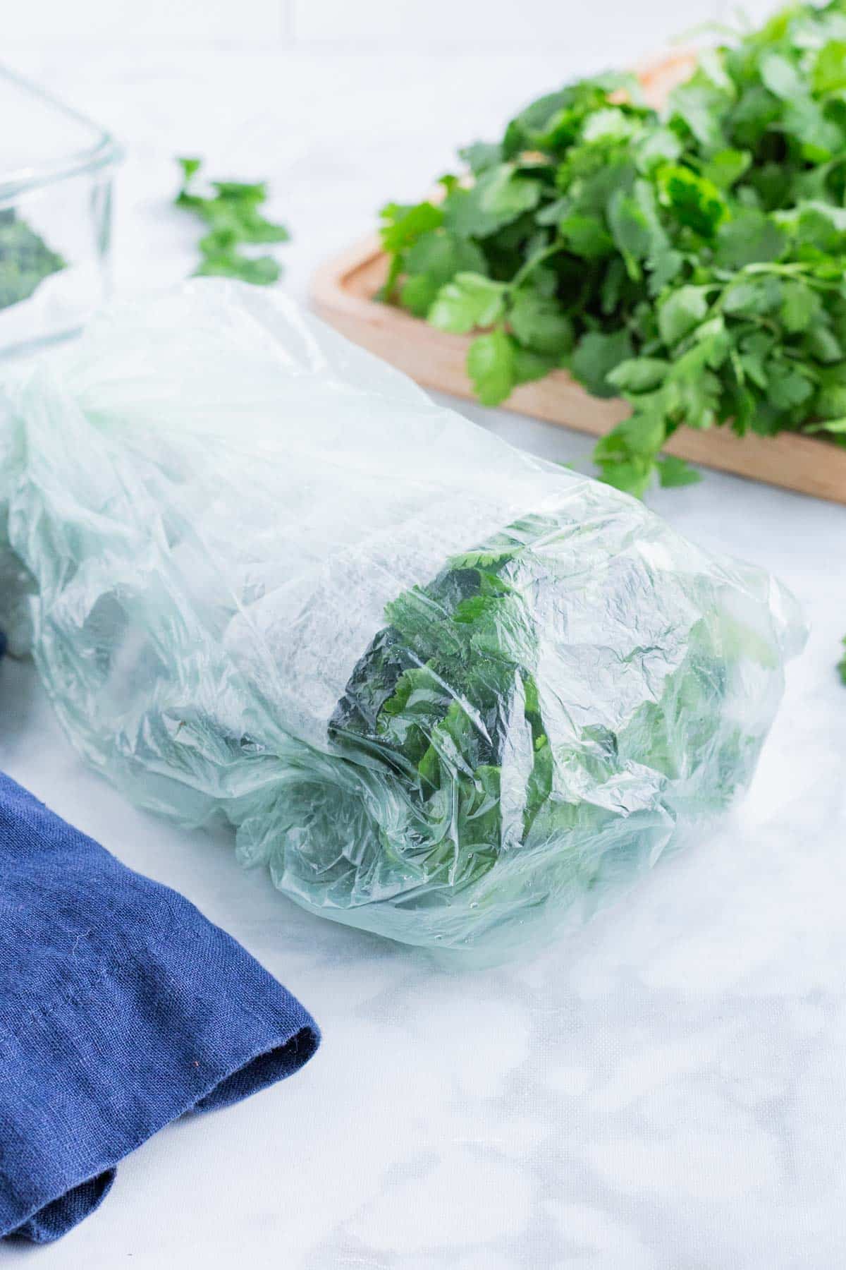 A cilantro bunch is wrapped in damp towels and stored in a bag.