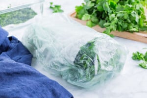 A cilantro bunch is wrapped in damp towels and stored in a bag.