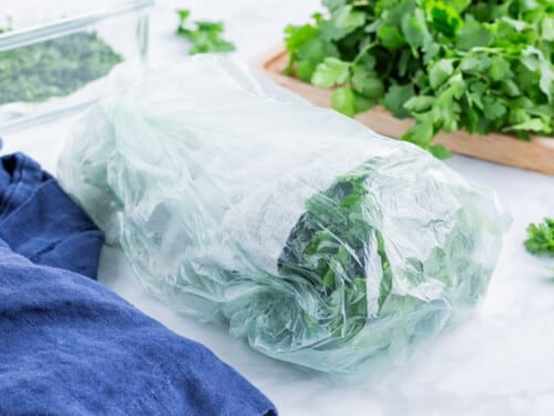 A cilantro bunch is wrapped in damp towels and stored in a bag.