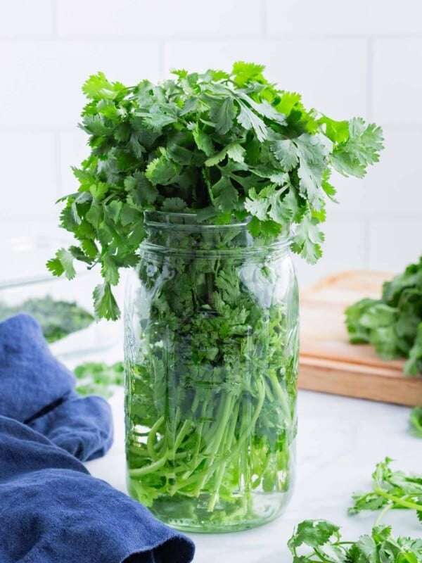 A bunch of cilantro is placed in a jar with water.