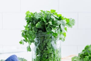 A bunch of cilantro is placed in a jar with water.