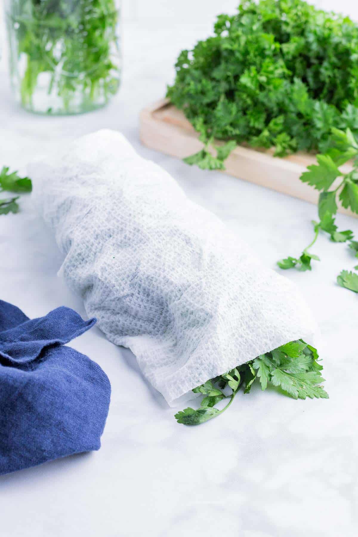 A bunch of parsley is wrapped in a damp paper towel.