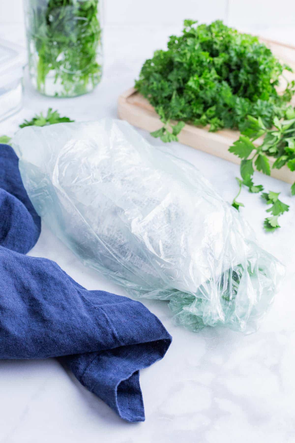 A bunch of parsley is wrapped in a damp paper towel.