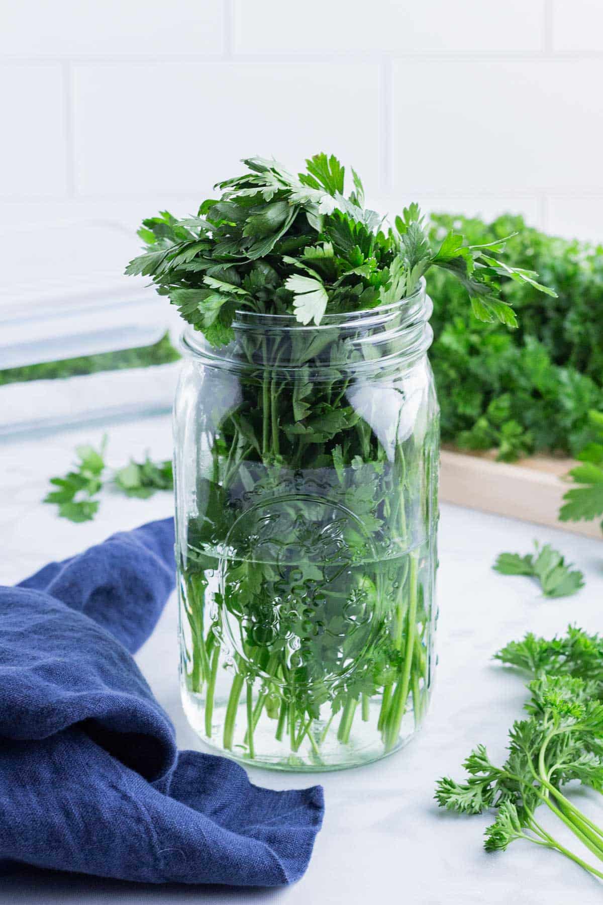 A whole bunch of parsley is stored in a glass mason jar.